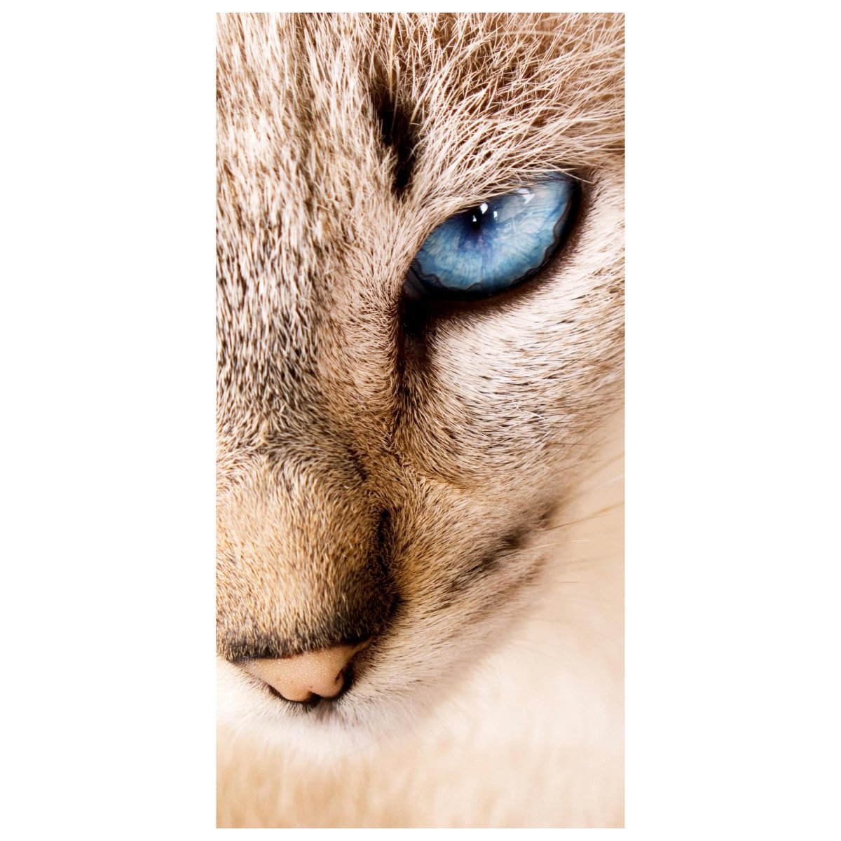 Türtapete Nettes weißes Katzenporträt M1028 - Bild 2