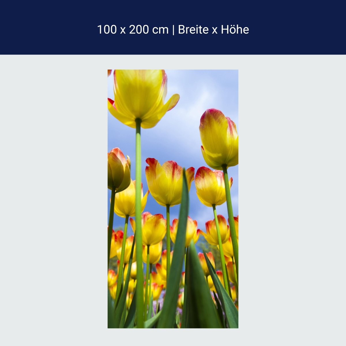 Shower screen Tulips M1029