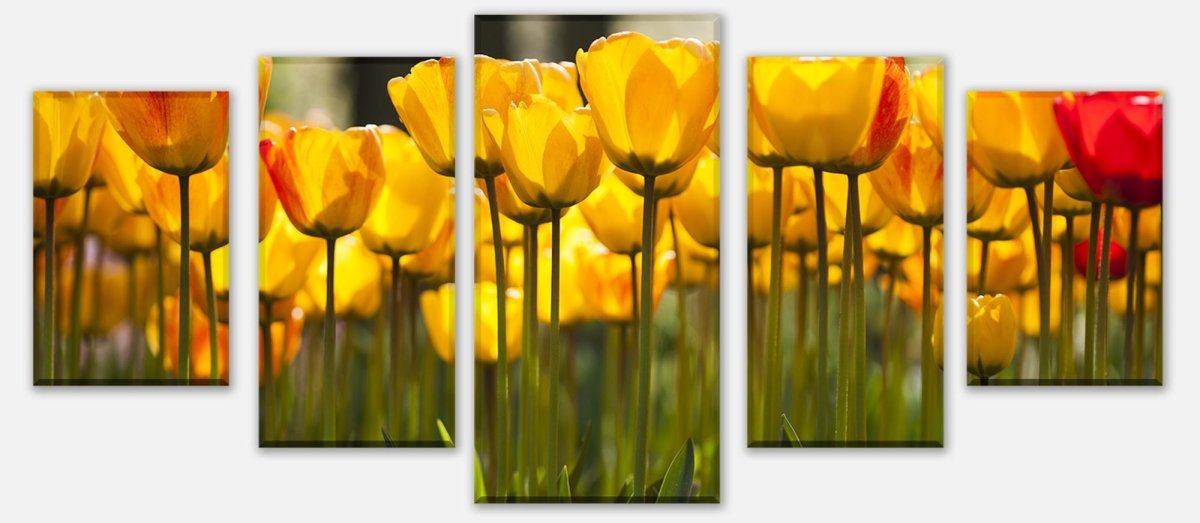 Leinwandbild Mehrteiler Tulpen im Garten M1030 entdecken - Bild 1