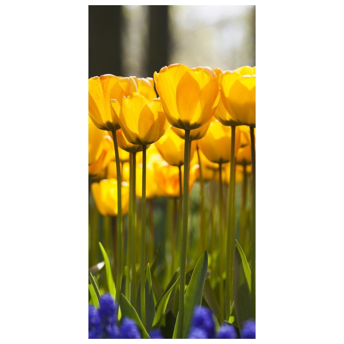 Türtapete Tulpen im Garten M1030 - Bild 2