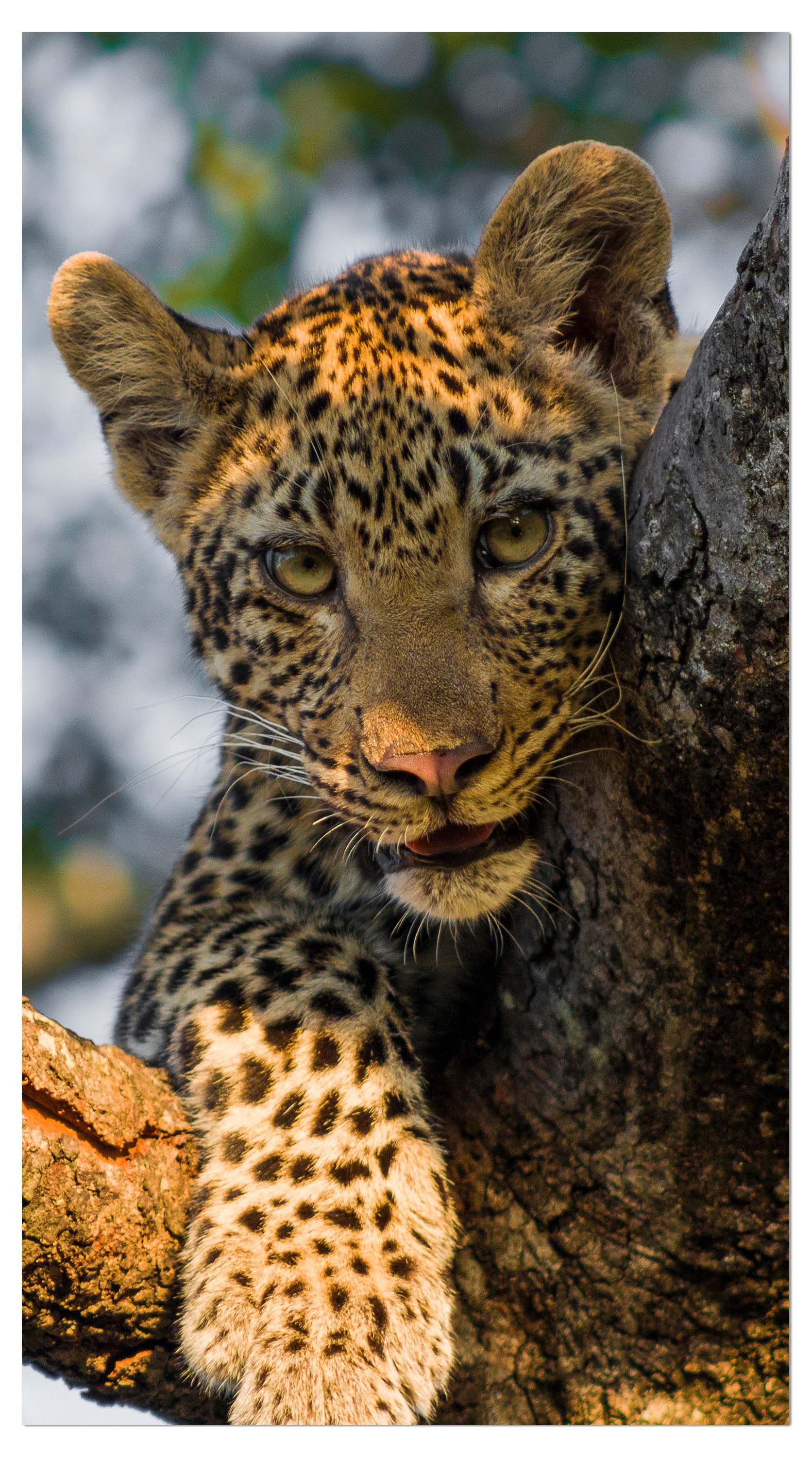 Garderobe Leopard in Südafrika M1032 entdecken - Bild 4