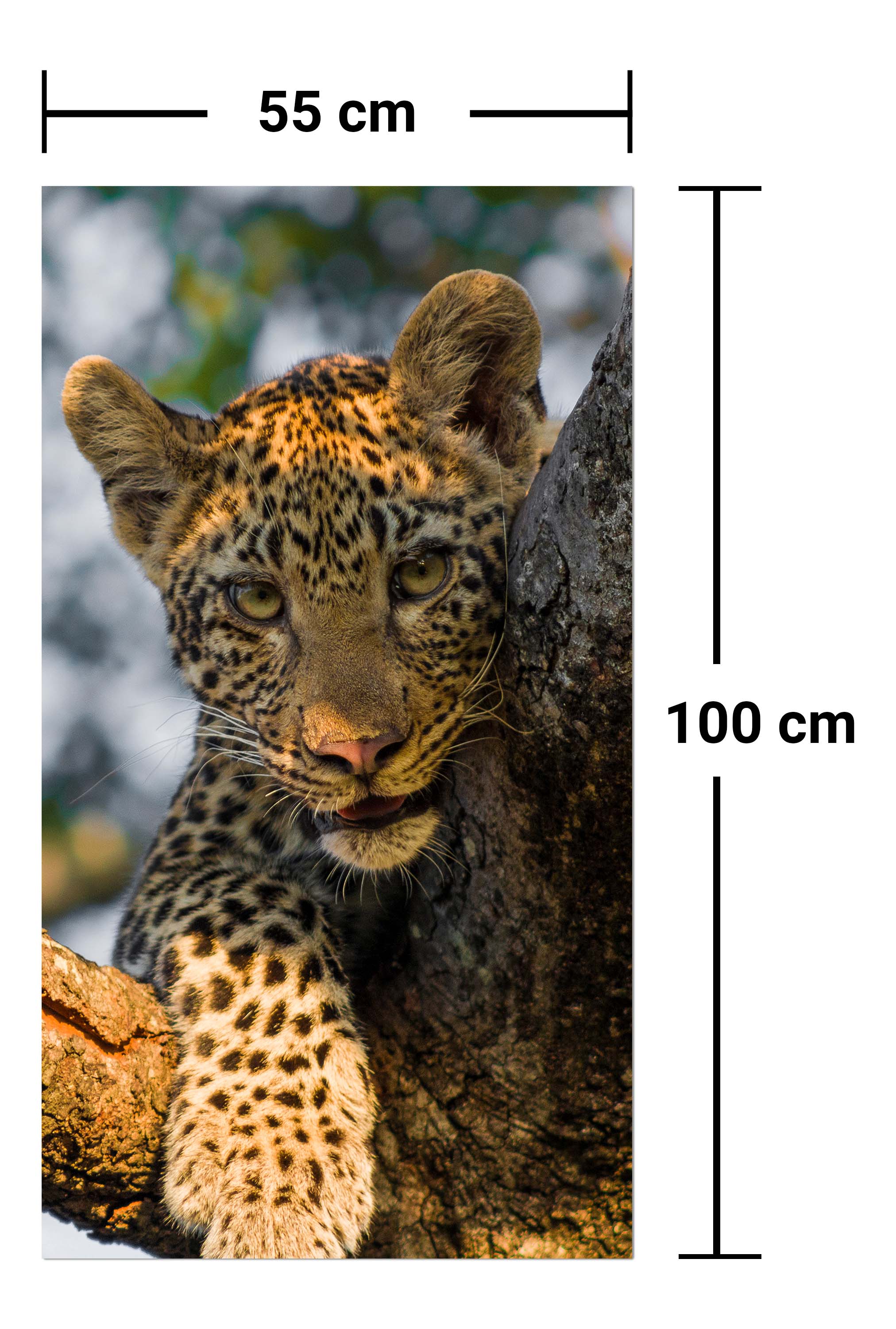 Garderobe Leopard in Südafrika M1032 entdecken - Bild 7