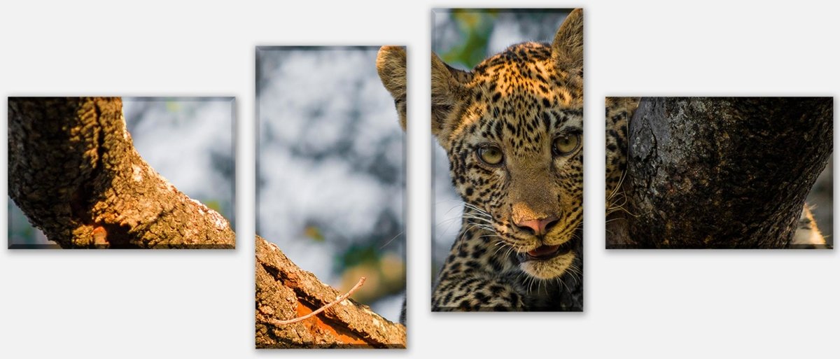 Stretched canvas print Leopard in South Africa M1032