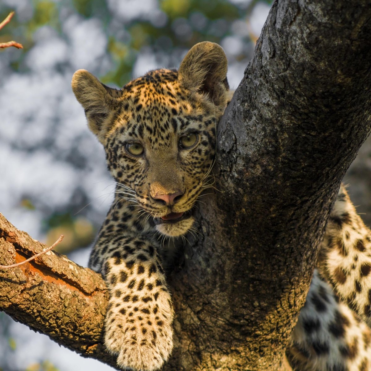 Beistelltisch Leopard in Südafrika M1032 entdecken - Bild 2