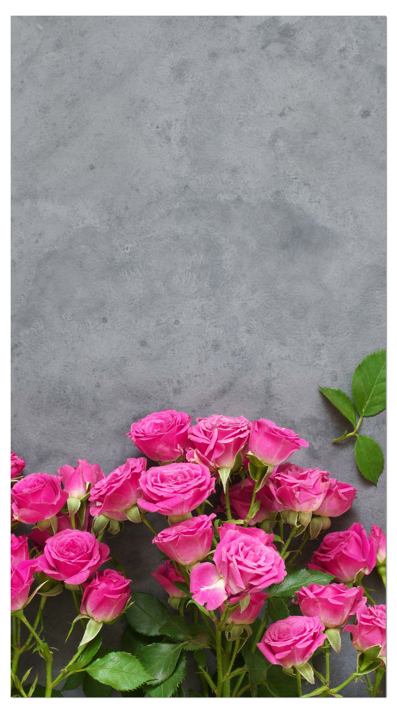Garderobe Rosa Rosen auf dunkelgrauem Hintergrund M1033 entdecken - Bild 4