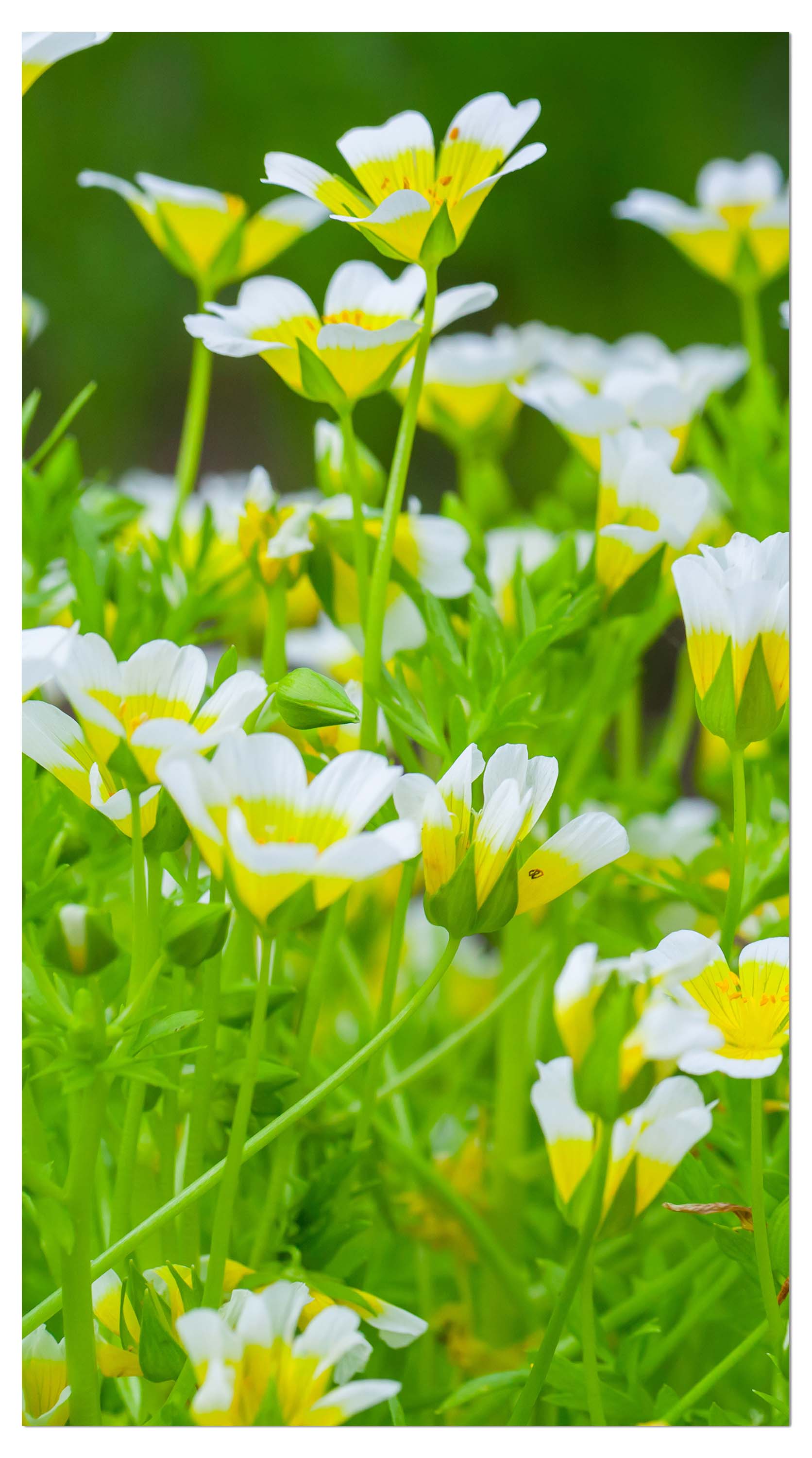 Garderobe Blumen, die im Sommergarten wachsen M1039 entdecken - Bild 4