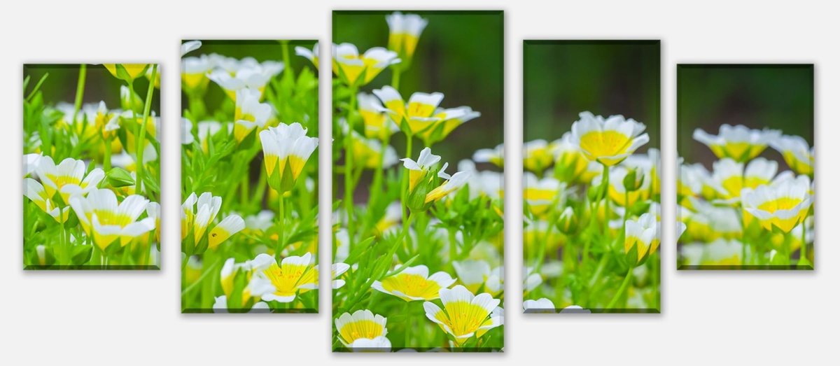 Leinwandbild Mehrteiler Blumen, die im Sommergarten wachsen M1039 entdecken - Bild 1