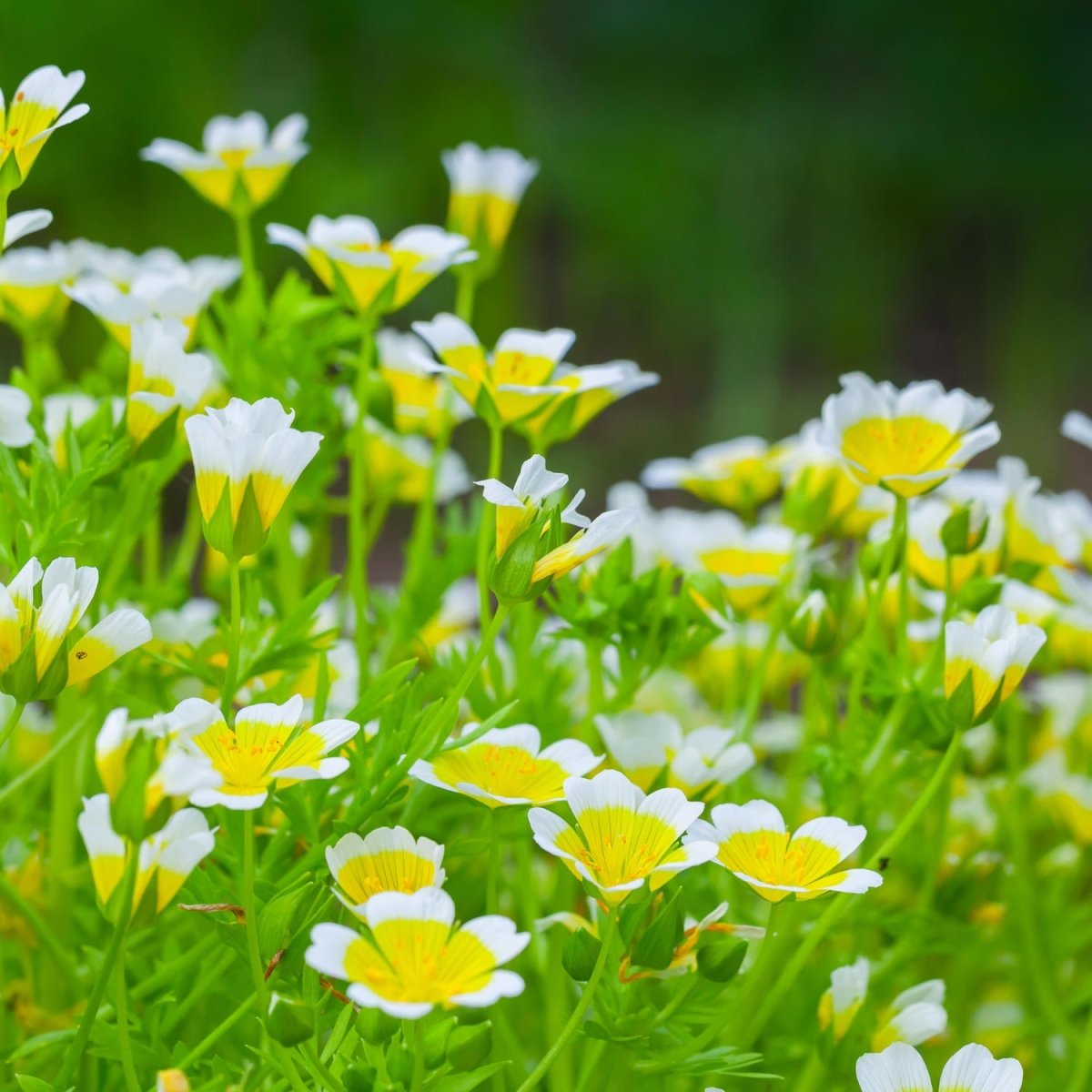 Beistelltisch Blumen, die im Sommergarten wachsen M1039 entdecken - Bild 2