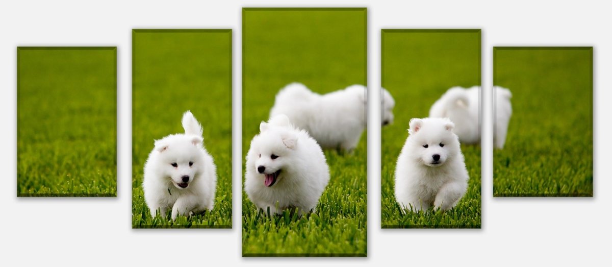 Leinwandbild Mehrteiler Samojedenhund M1043 entdecken - Bild 1