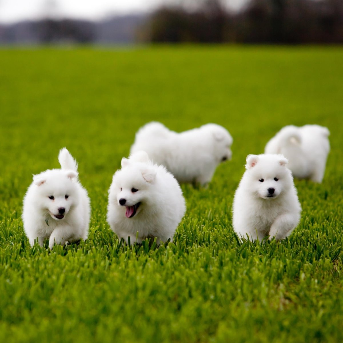 Beistelltisch Samojedenhund M1043 entdecken - Bild 2