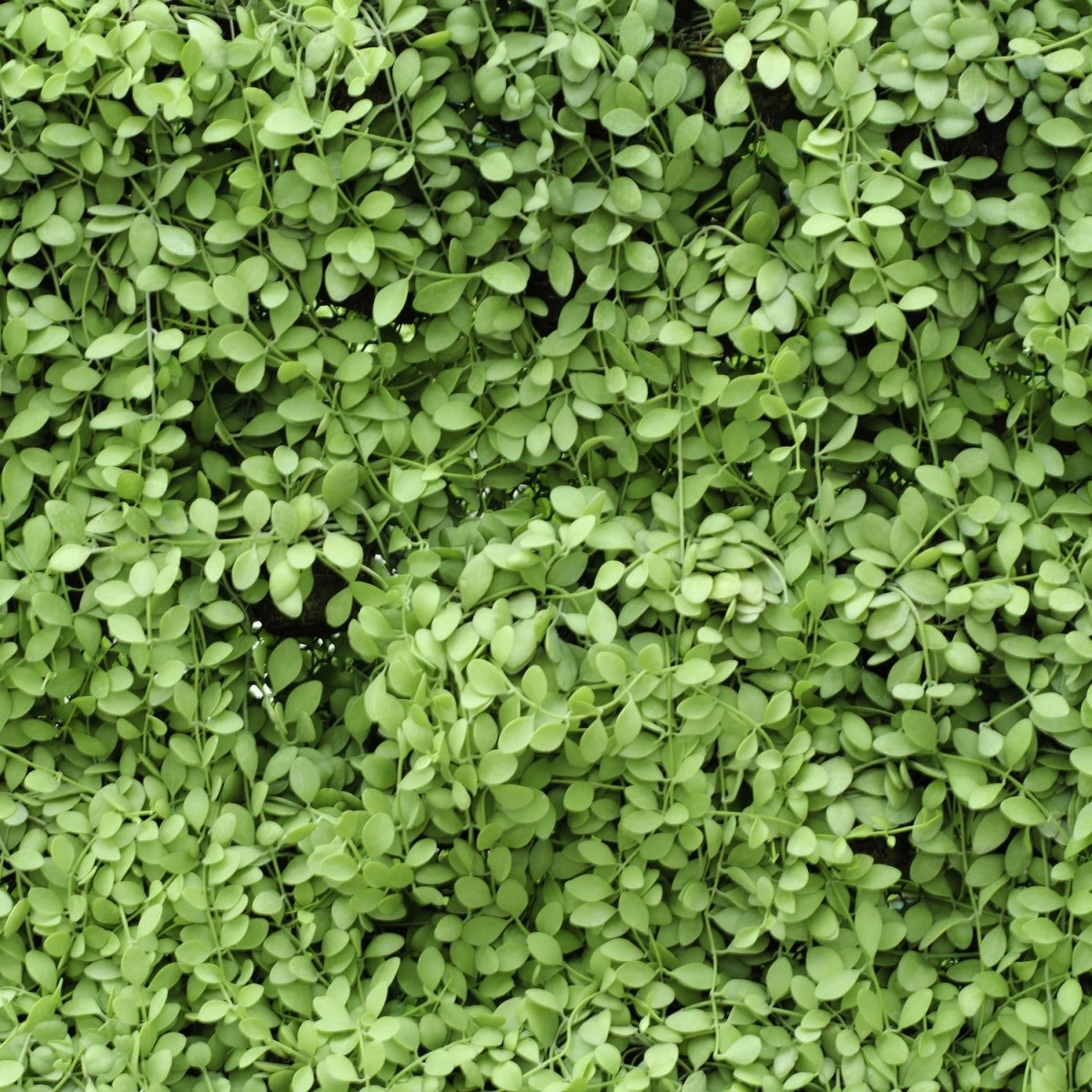Beistelltisch Grüne Blätter Wand M1045 entdecken - Bild 2