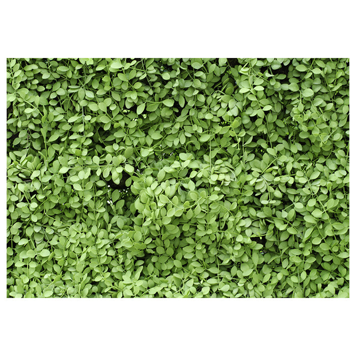 Fototapete Grüne Blätter Wand M1045 - Bild 2