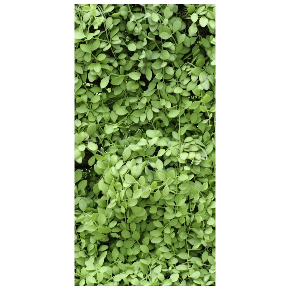 Türtapete Grüne Blätter Wand M1045 - Bild 2