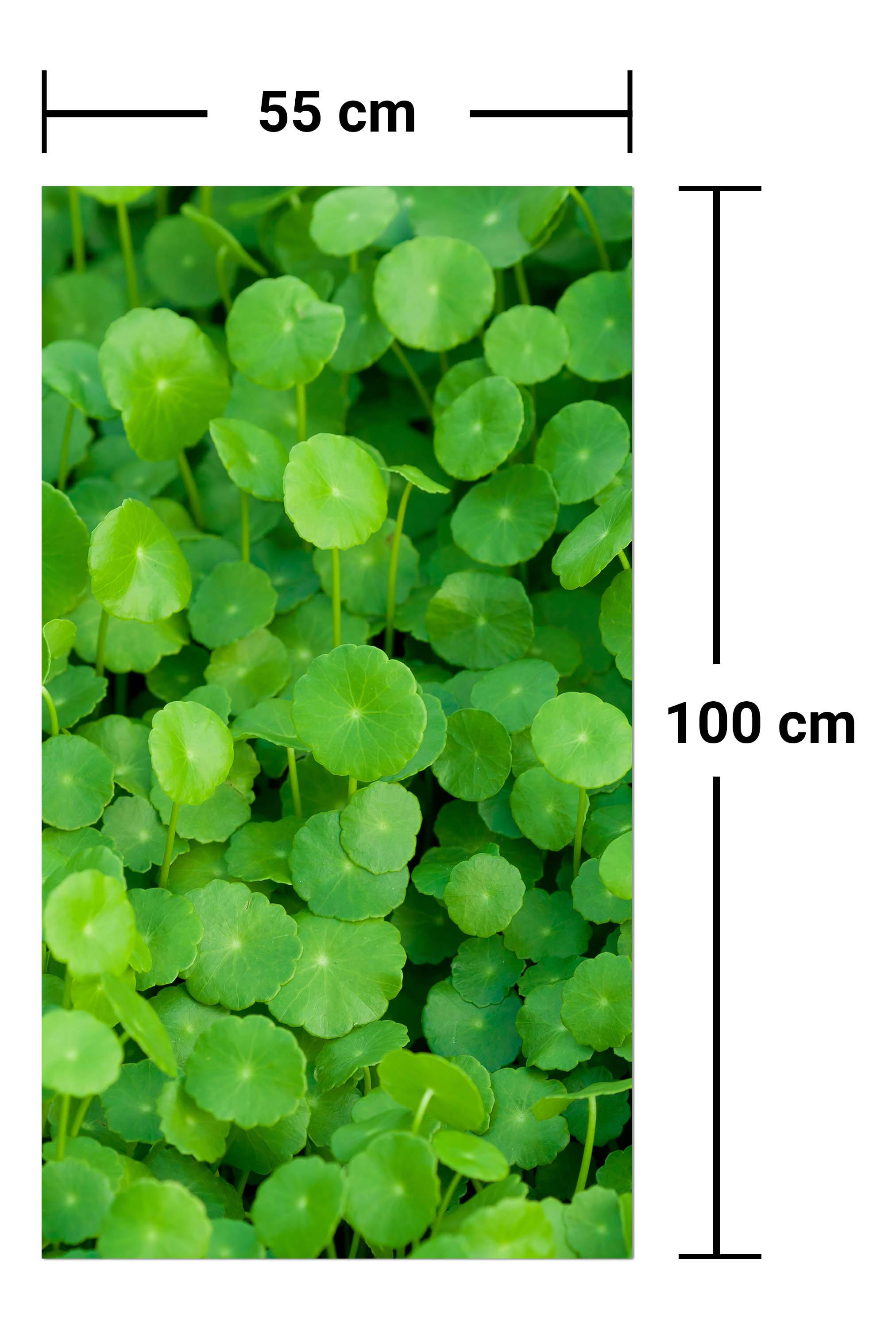 Garderobe Grünpflanzen Hintergrund M1046 entdecken - Bild 7