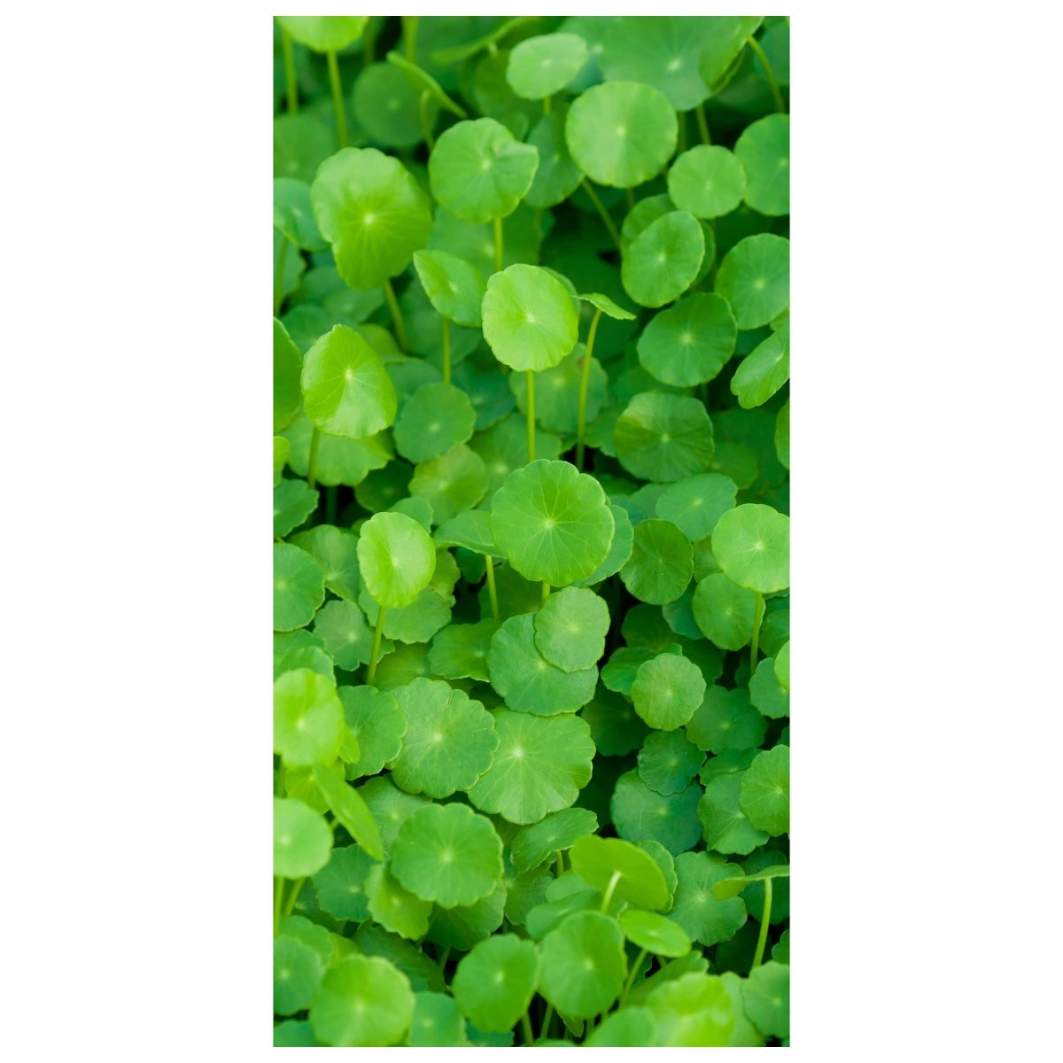 Türtapete Grünpflanzen Hintergrund M1046 - Bild 2