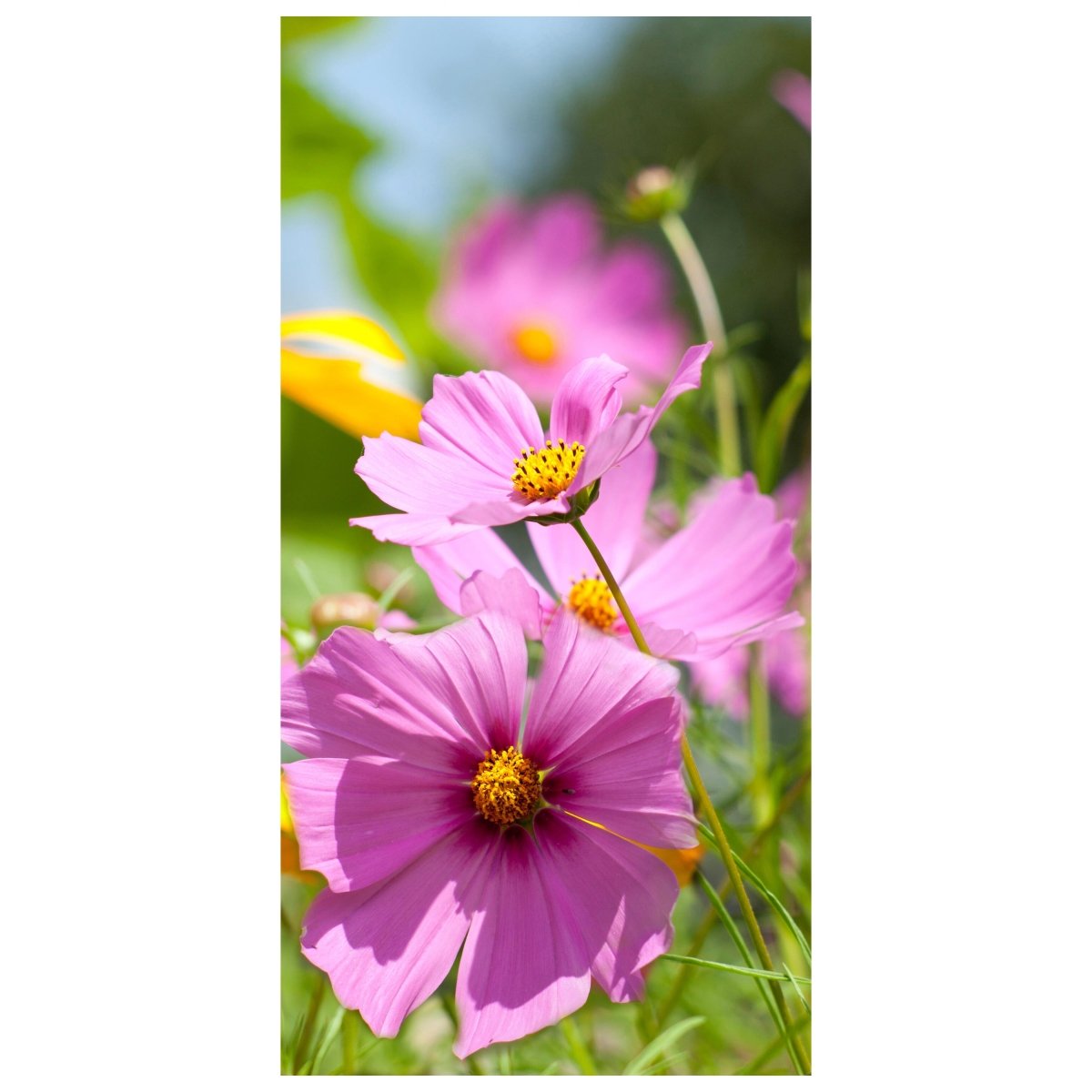 Türtapete Schöne Frühlingsblumen M1048 - Bild 2