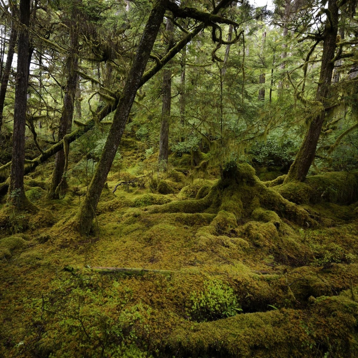 Beistelltisch Schöner Regenwald M1049 entdecken - Bild 2