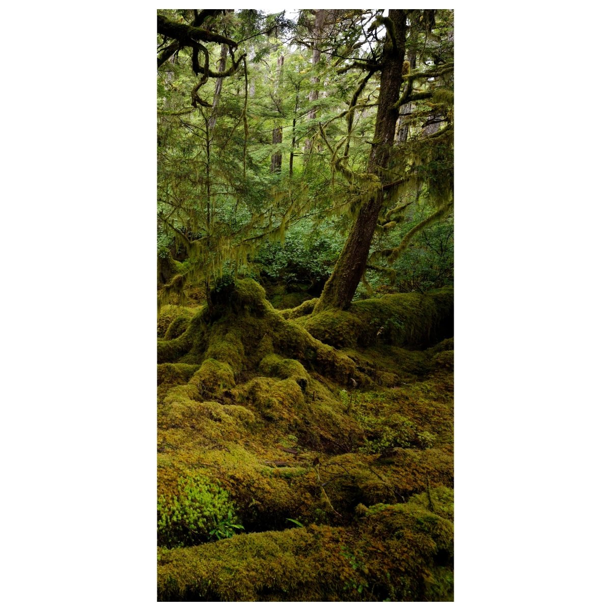 Türtapete Schöner Regenwald M1049 - Bild 2