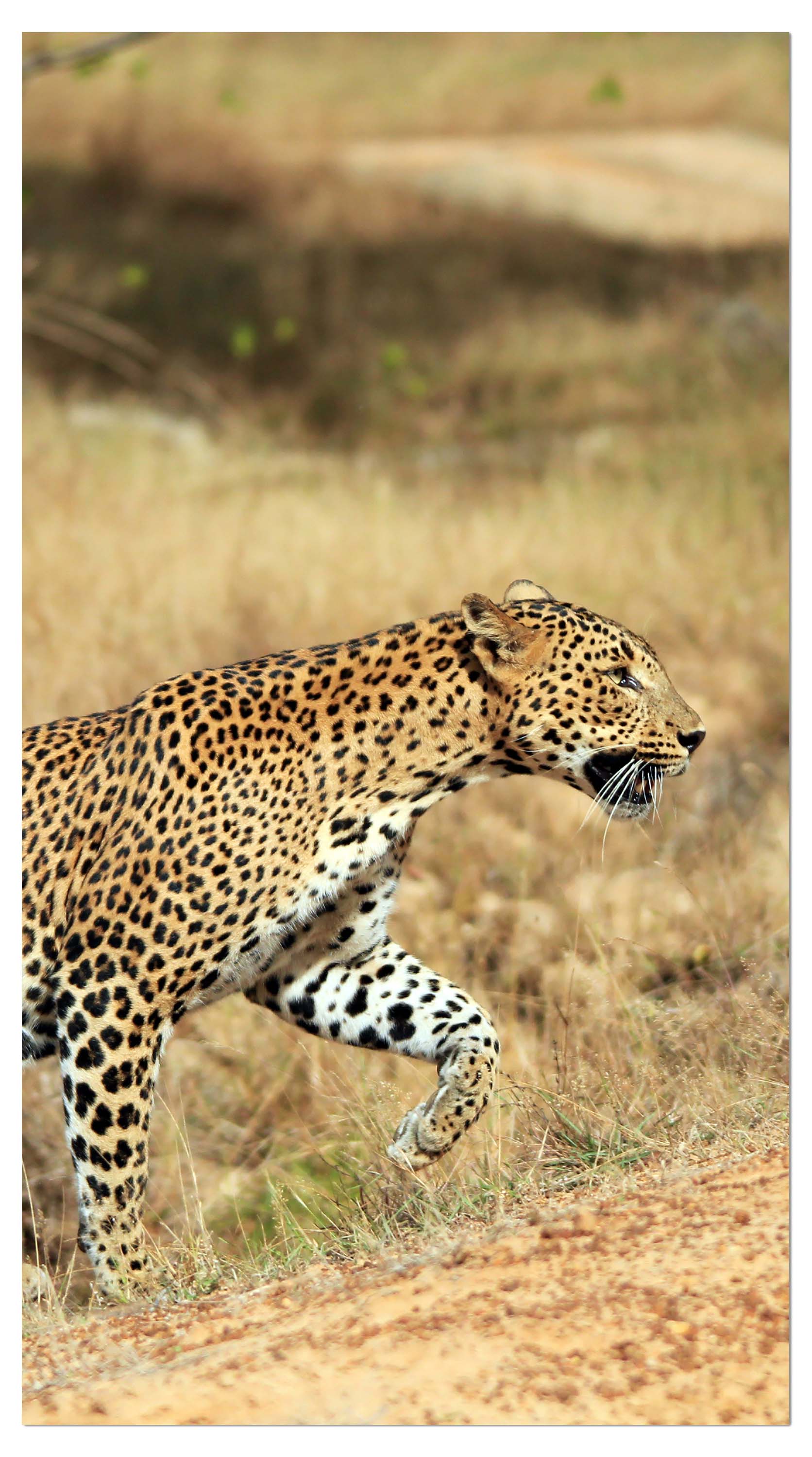 Garderobe Sri-Lankischer Leopard M1058 entdecken - Bild 4