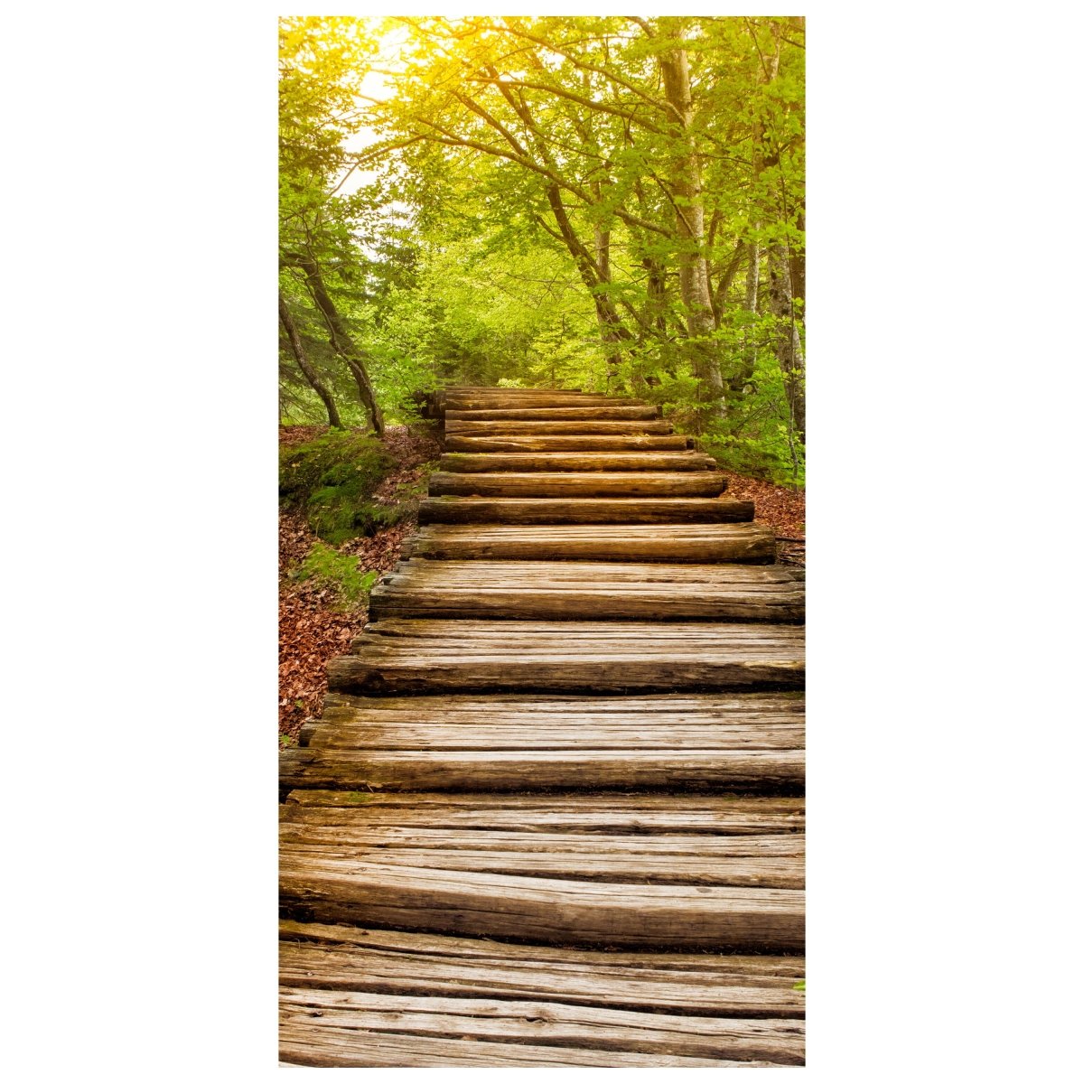 Türtapete Holz-treppen im Wald, Wald-weg, Bäume M1080 - Bild 2