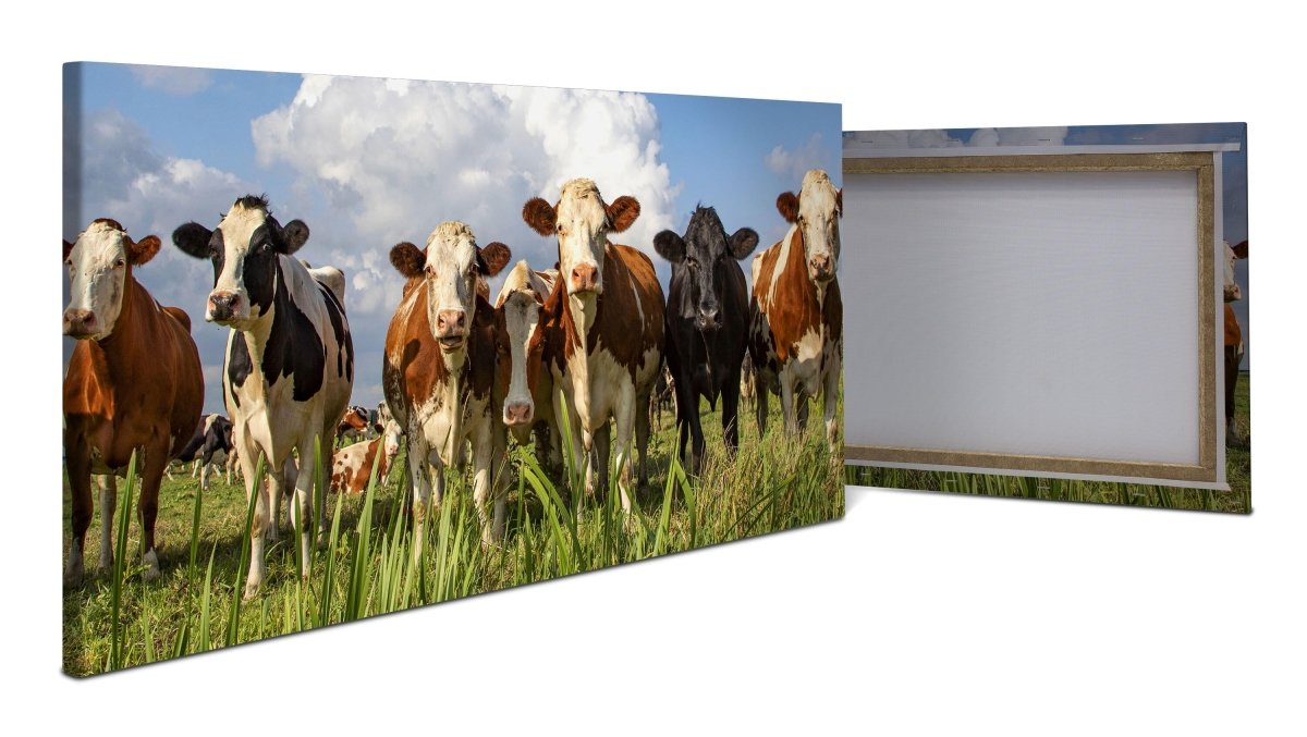 Leinwandbild Kühe auf der Weide, Tiere, Rinder, Kuh M1093 - Bild 1