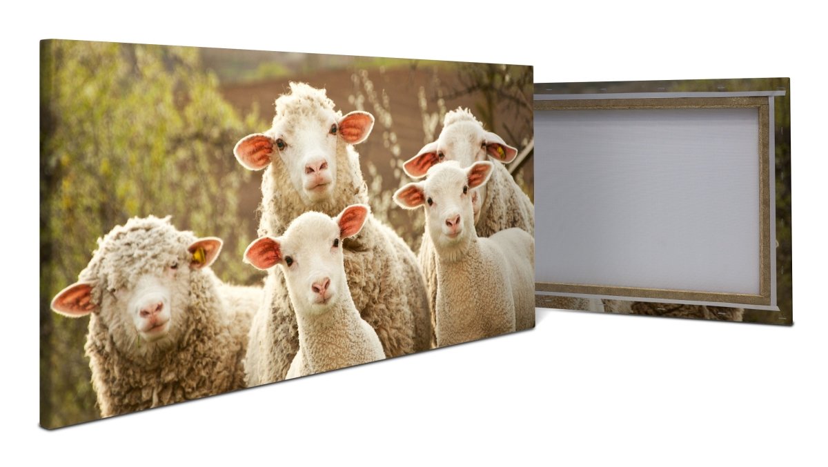Leinwandbild Schaf, Tiere, Lämmer, Feld M1109 - Bild 1