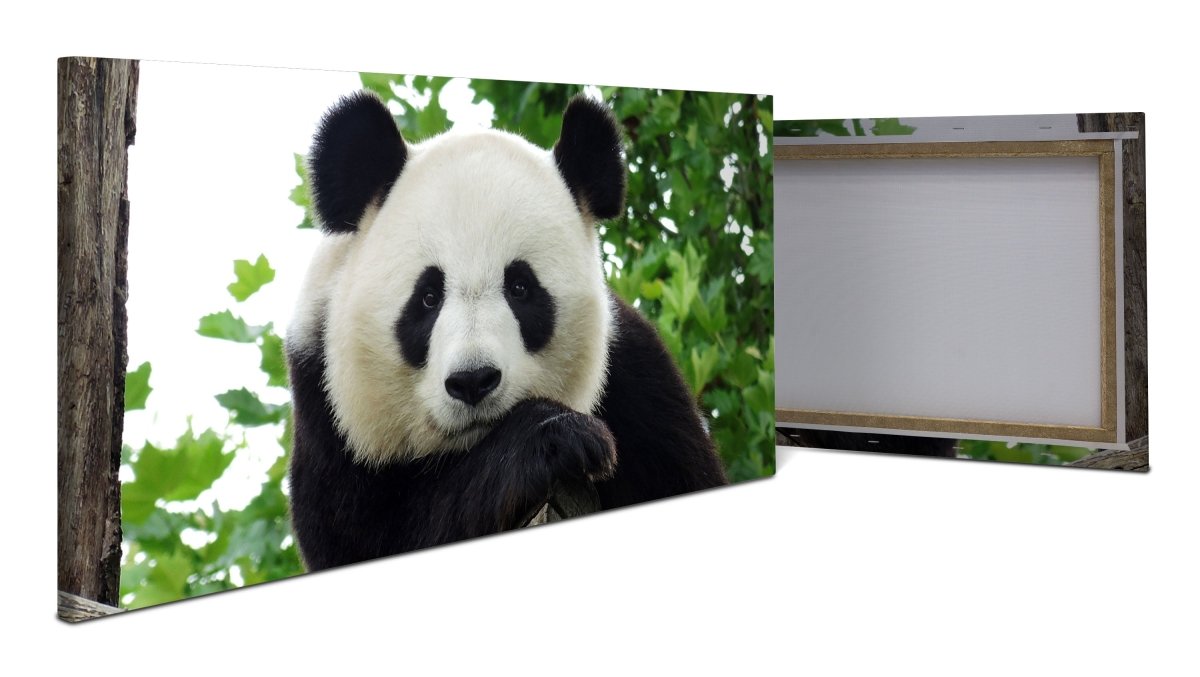 Leinwandbild Panda, Bär, Tier, schwarz, weiß M1111 - Bild 1