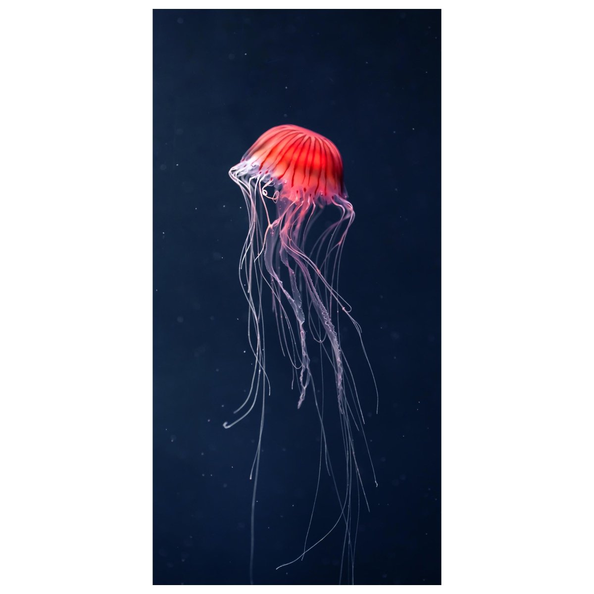Türtapete Rote Qualle im Meer, Dunkelheit, Tier M1121 - Bild 2