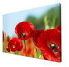 Canvas print Poppy blossom corn poppy red M1128