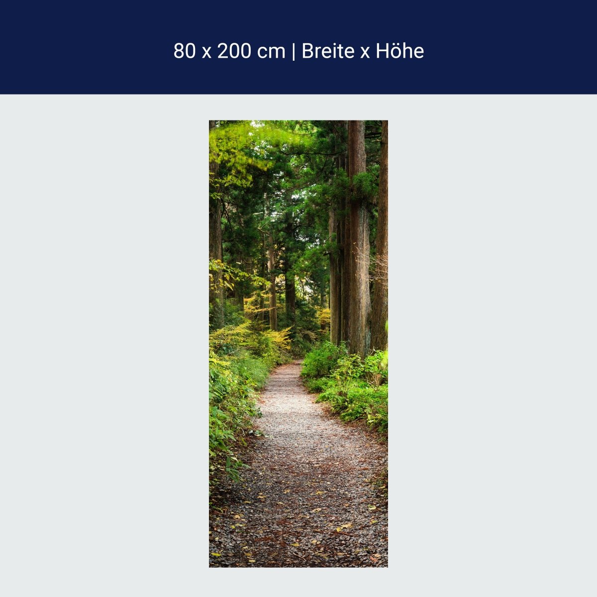 Türtapete Wander-weg in altem Wald, Bäume, Natur M1131
