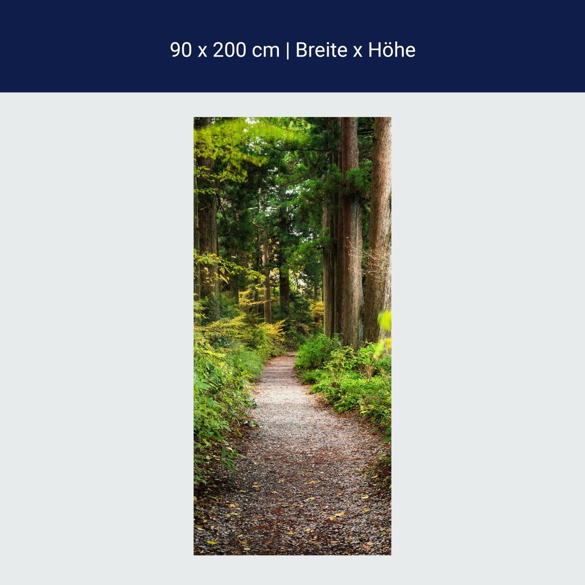 Türtapete Wander-weg in altem Wald, Bäume, Natur M1131
