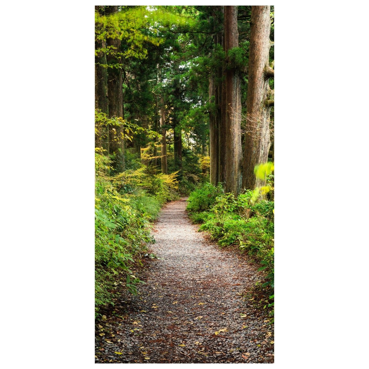 Türtapete Wander-weg in altem Wald, Bäume, Natur M1131 - Bild 2