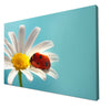 Canvas Print Daisy Flower Ladybug M1132
