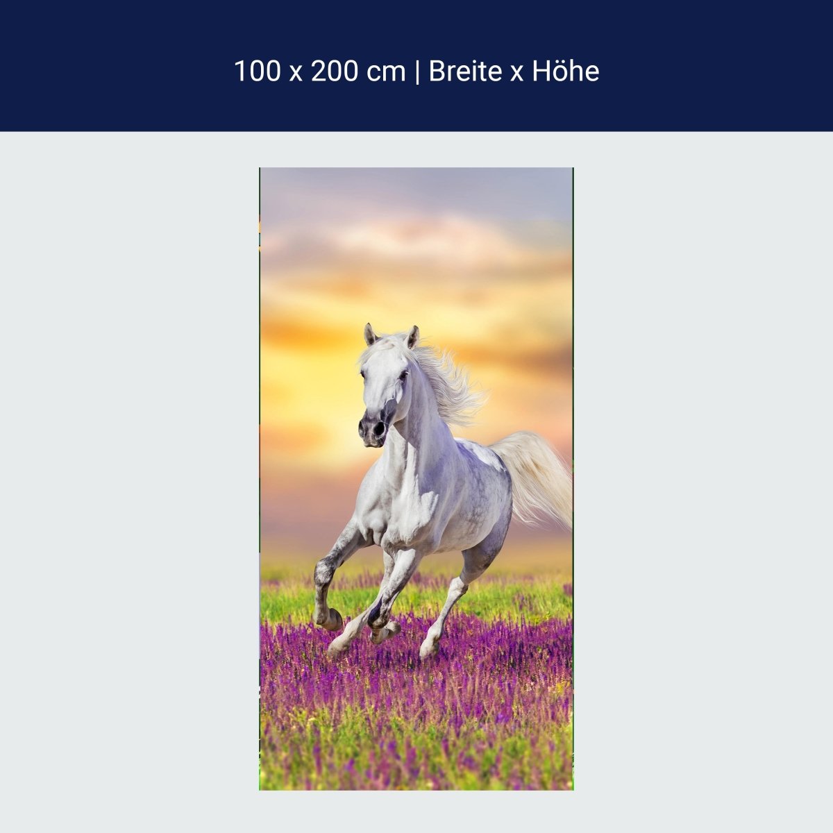 Wall mural White horse gallops over flower meadow M1166