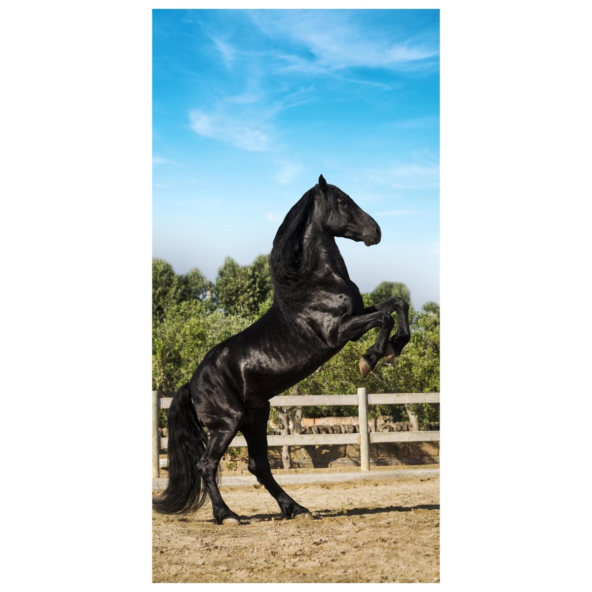 Türtapete Schwarzer Pferd steht auf Hinterbeinen M1167 - Bild 2