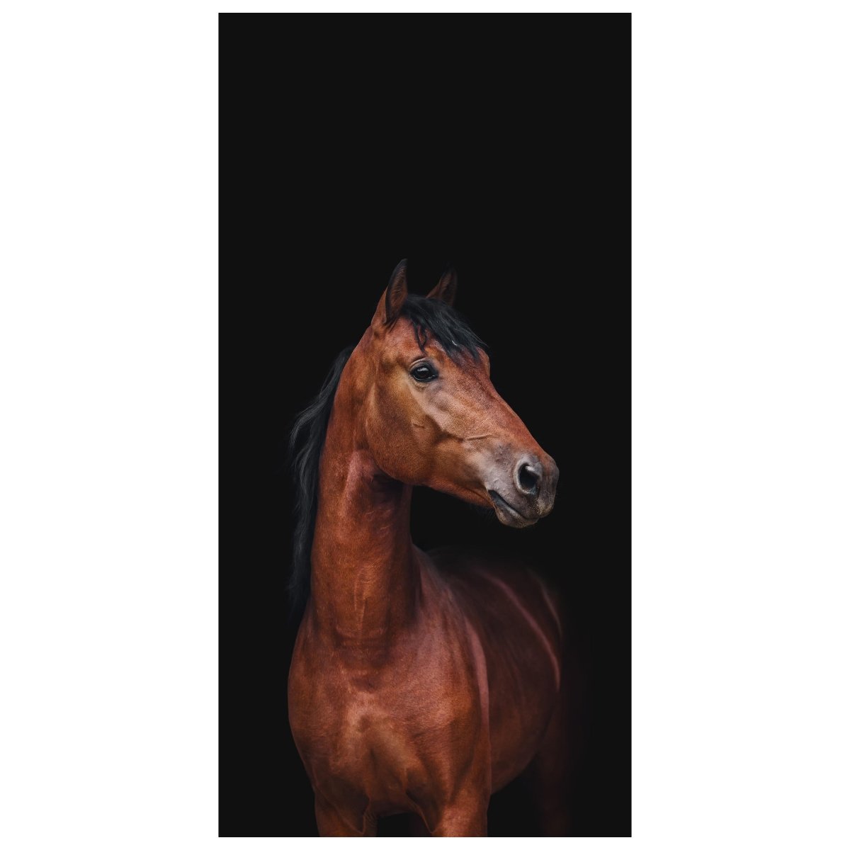 Türtapete braunes Pferd vor schwarzem Hintergrund M1173 - Bild 2
