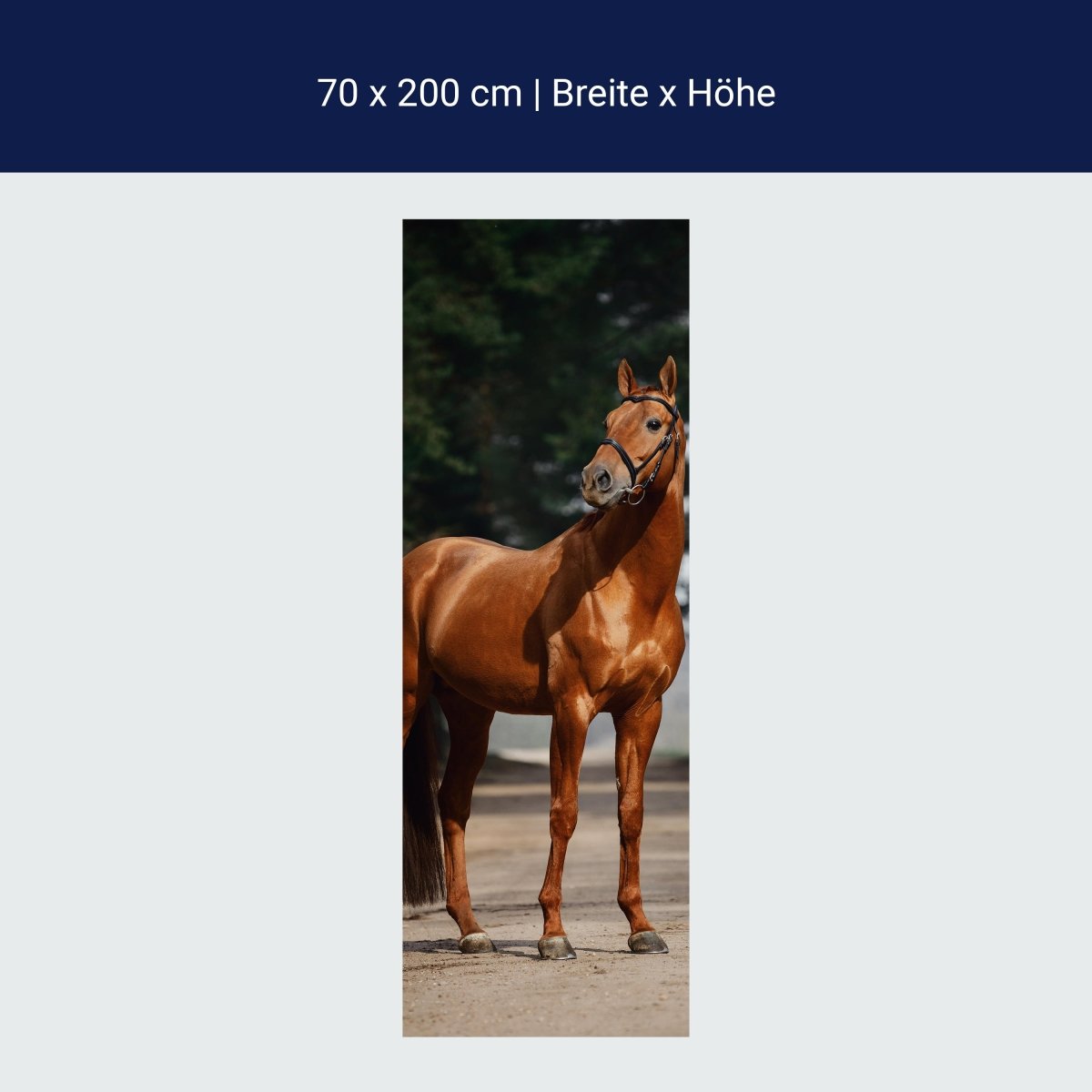 Türtapete braunes Pferd auf Straße, Bäume M1184