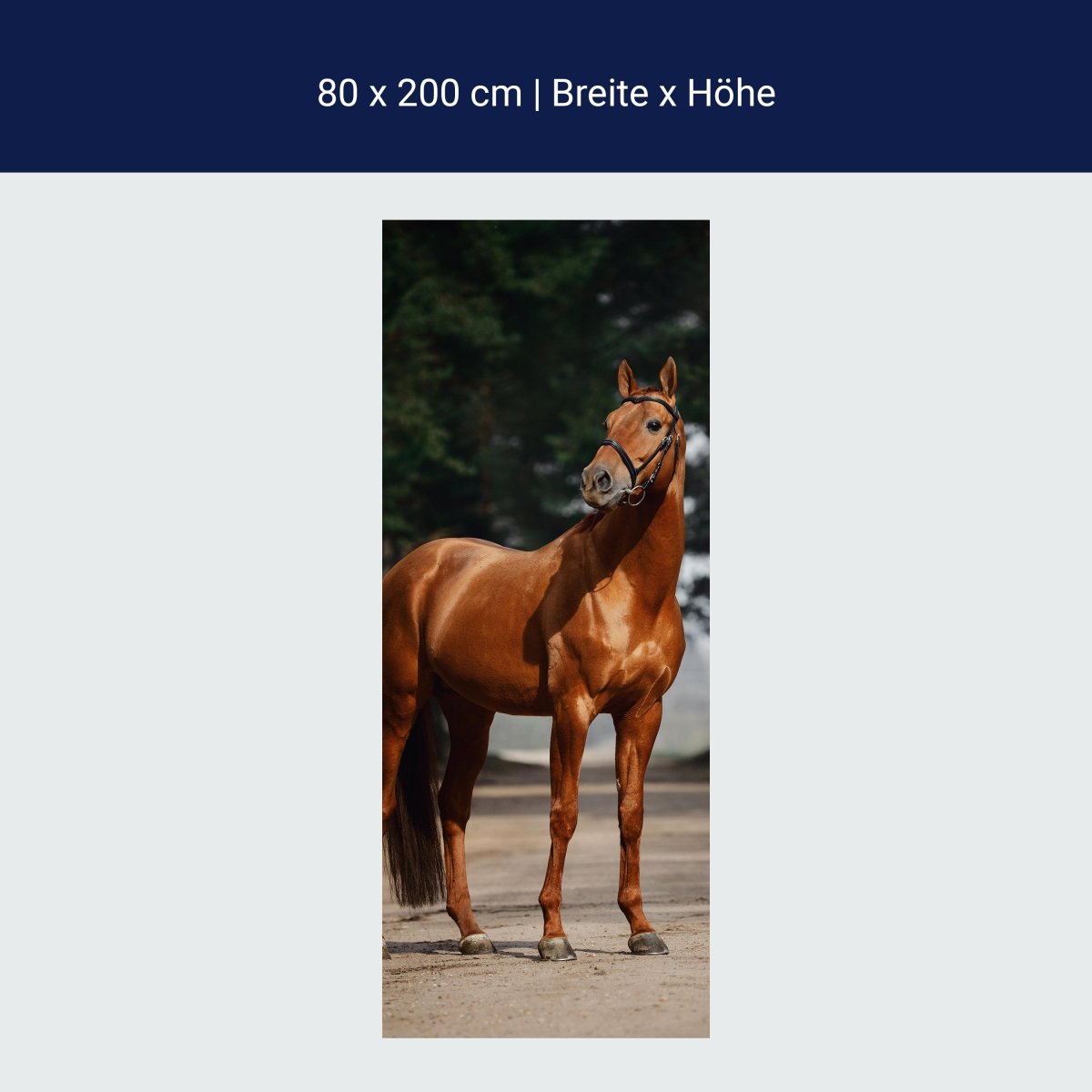 Türtapete braunes Pferd auf Straße, Bäume M1184