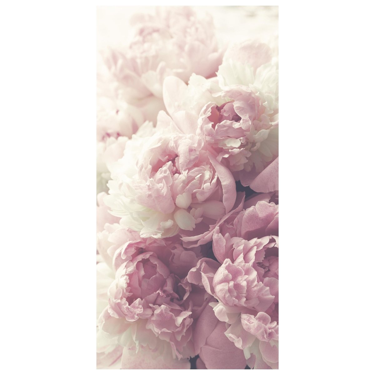 Türtapete Duftrosen Rosa Weiß, Rose, Blumen M1225 - Bild 2