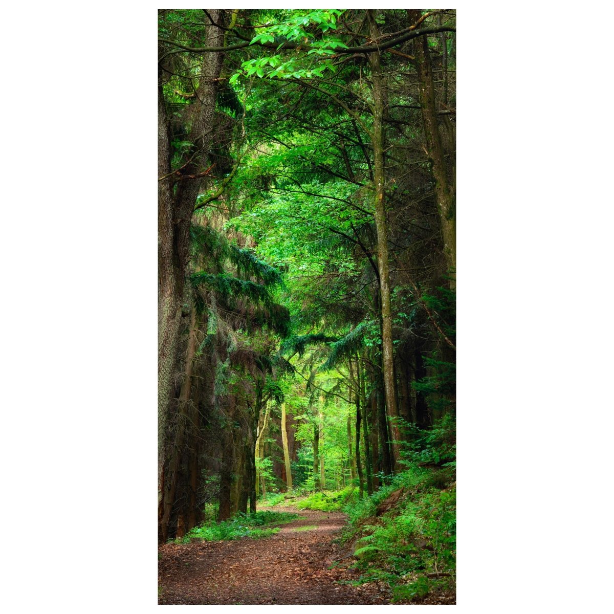 Türtapete Waldweg am Tag, Wälder, Bäume, Grün M1244 - Bild 2