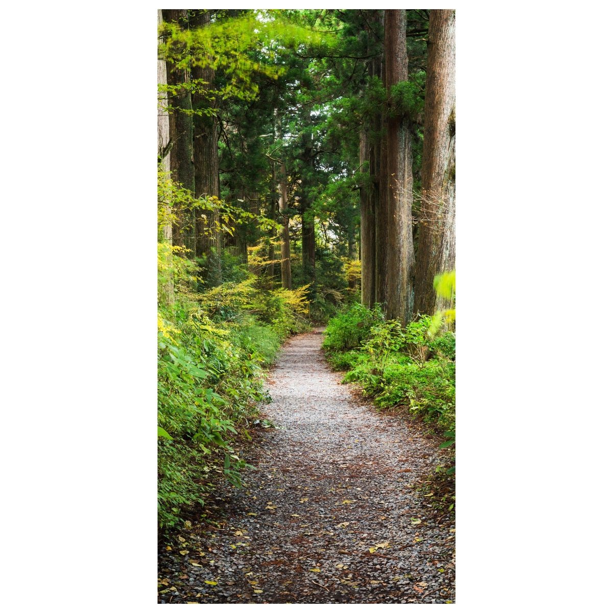Türtapete Waldweg, Bäume, Grün, Wald, Pfad M1288 - Bild 2