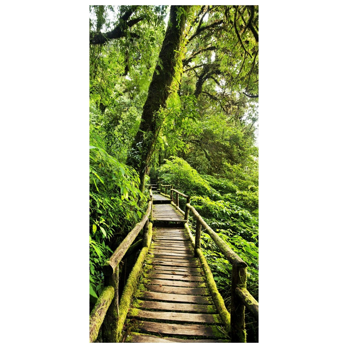 Türtapete Holz Weg im Dschungel, Bäume, Urwald M1339 - Bild 2