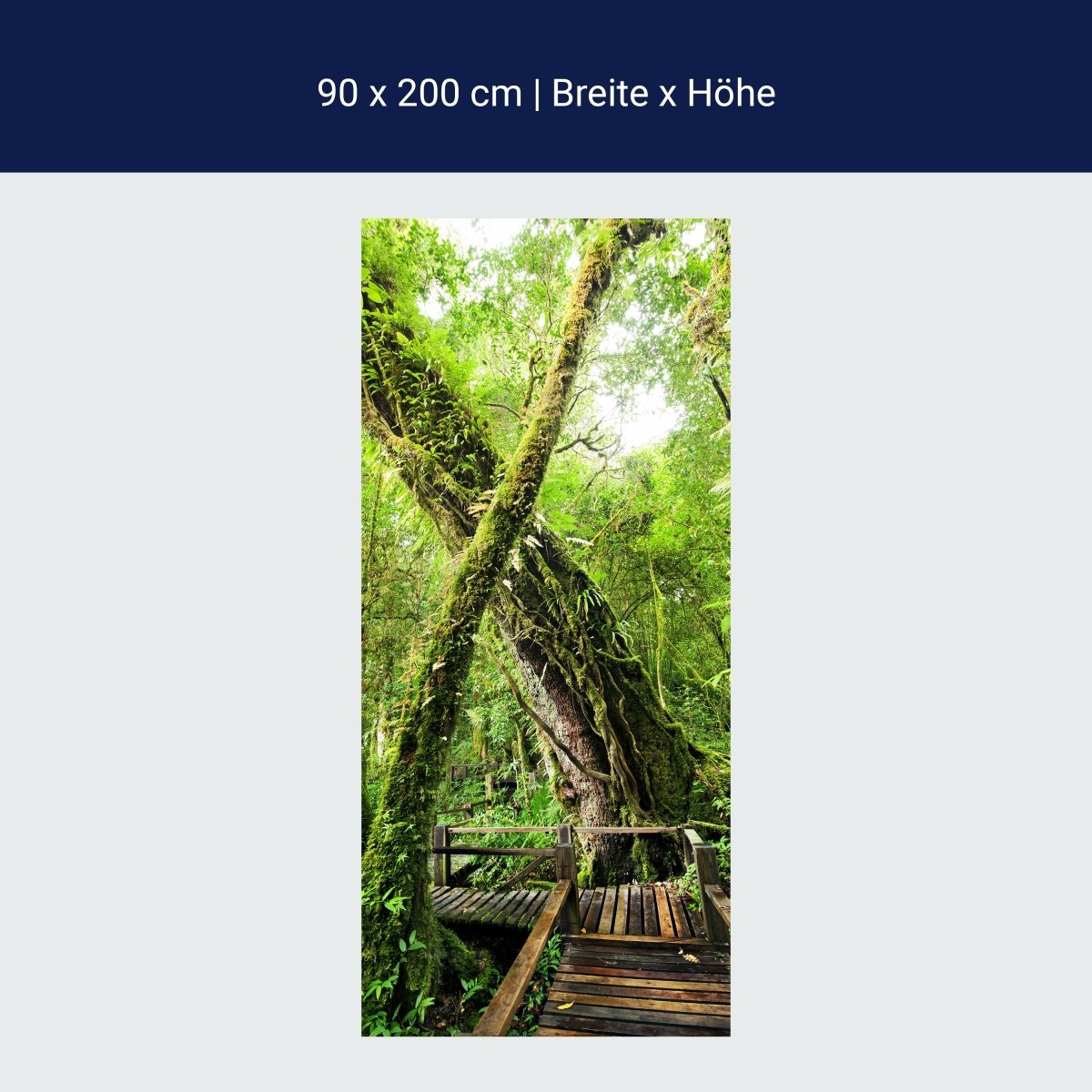 Papiers peints Chemin en bois dans la jungle, arbre, forêt vierge M1341