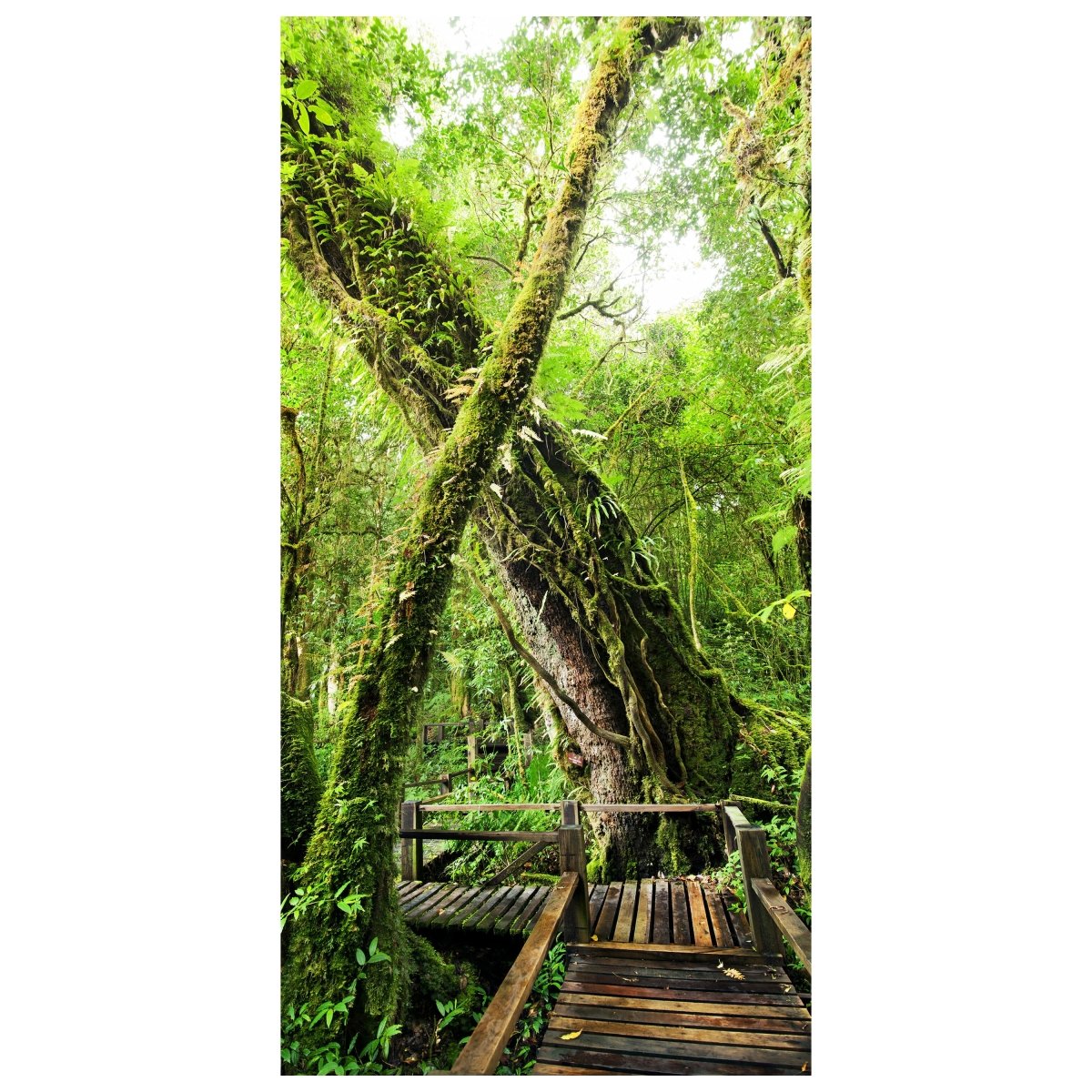 Türtapete Holzweg im Dschungel, Baum, Urwald M1341 - Bild 2