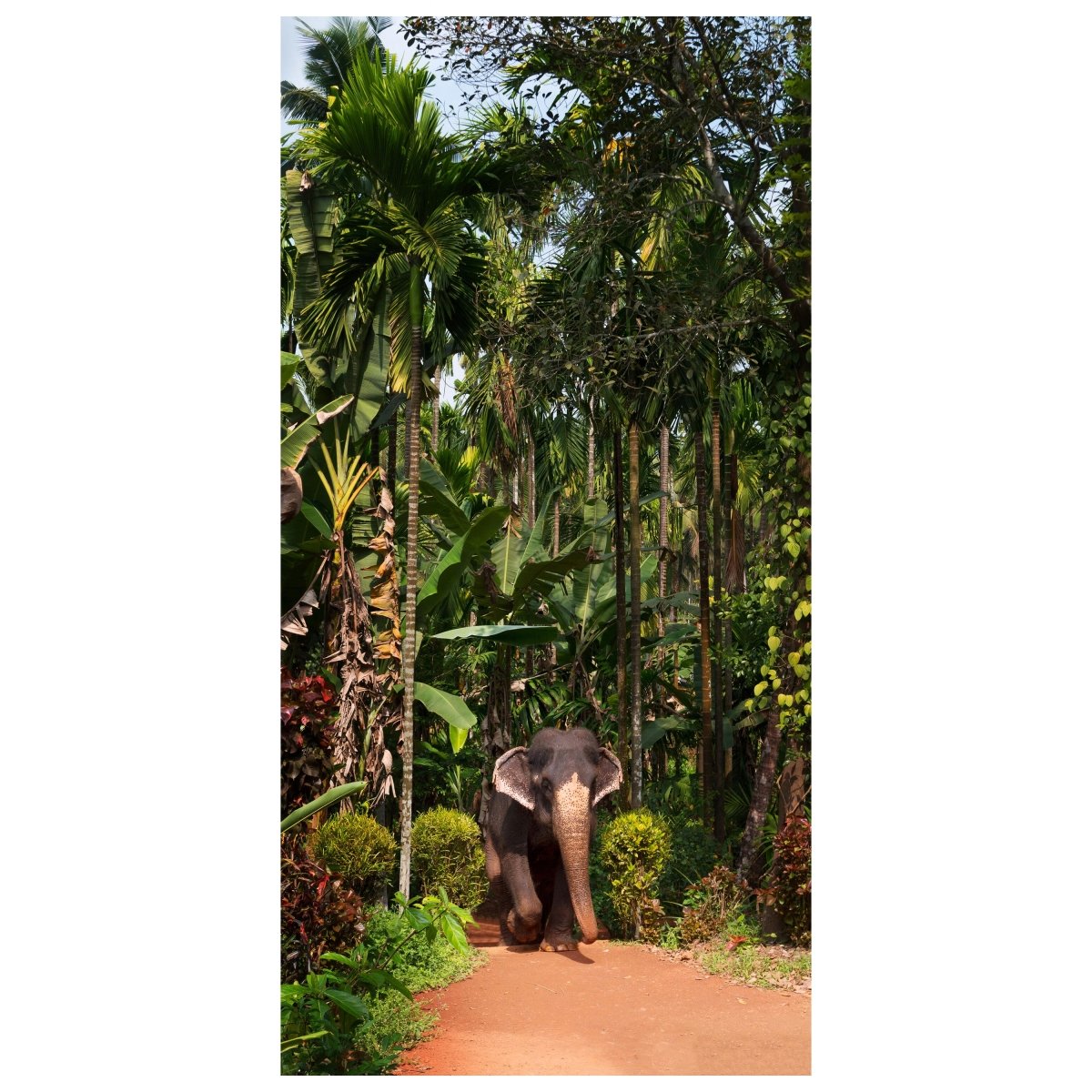 Türtapete Elefant unter Palmen, Tier, Palme, Wald M1343 - Bild 2