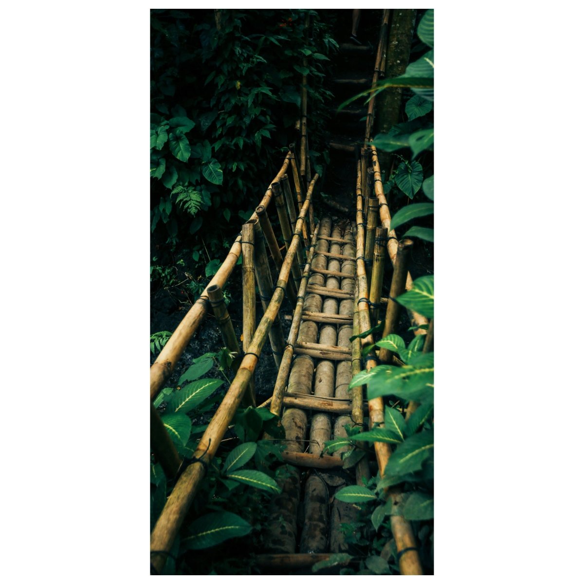 Türtapete Brücke aus Bambus, Dschungel, Urwald M1344 - Bild 2