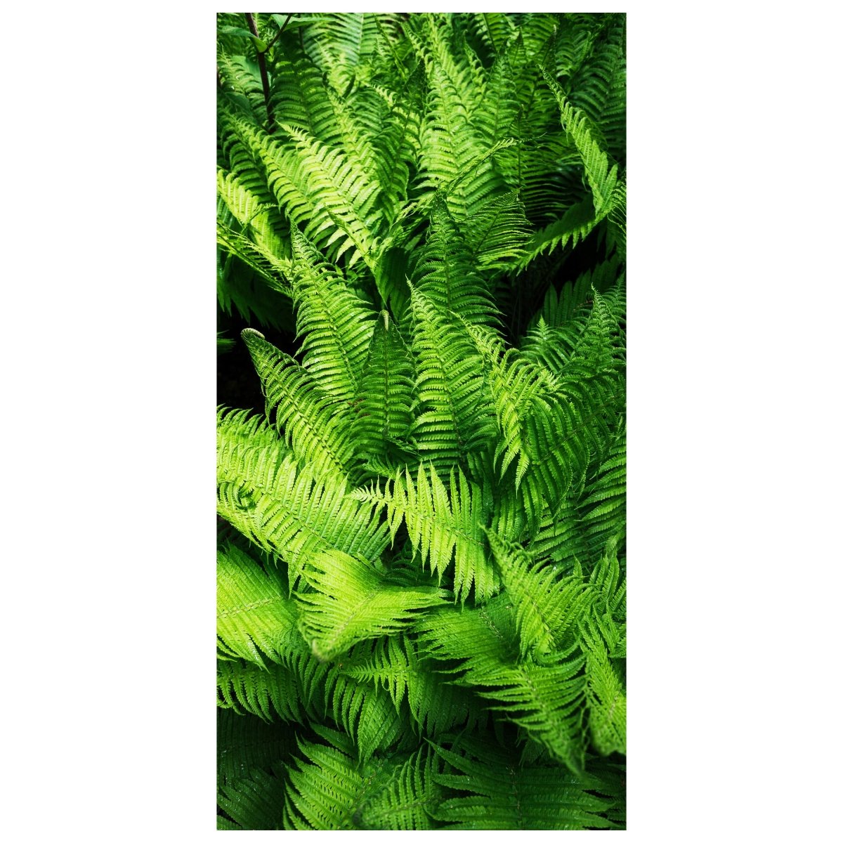 Türtapete Farne, Urwald, Pflanzen, Grün, Dschungel M1346 - Bild 2