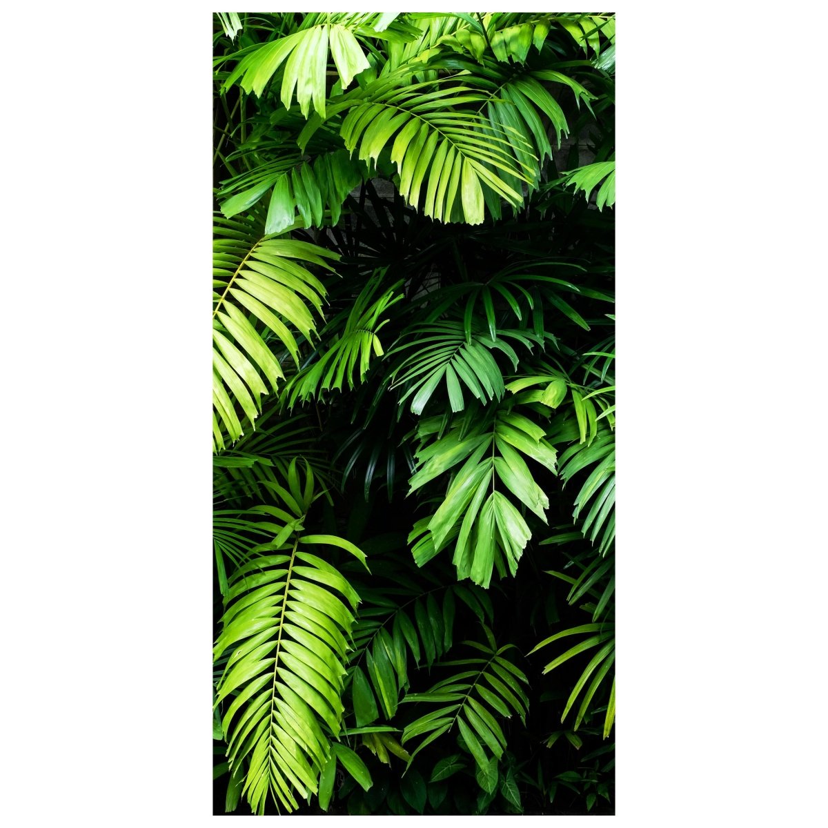 Türtapete Palmen Blätter, Wedel, Dschungel, Wald M1348 - Bild 2