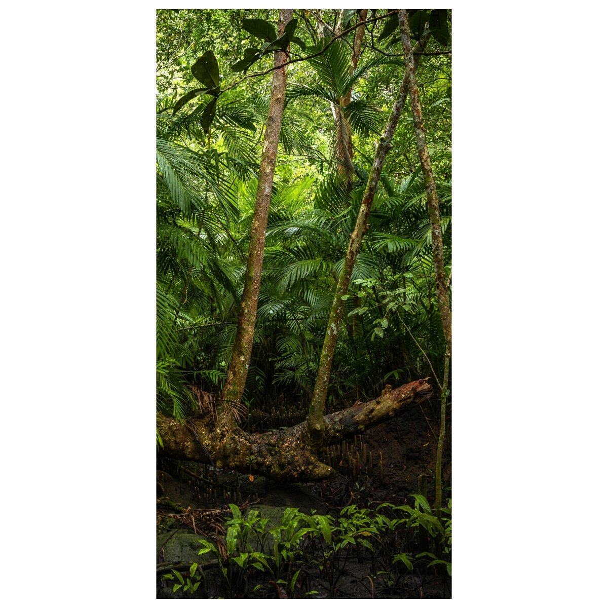 Türtapete Baum im Dschungel, Urwald, Regenwald M1353 - Bild 2