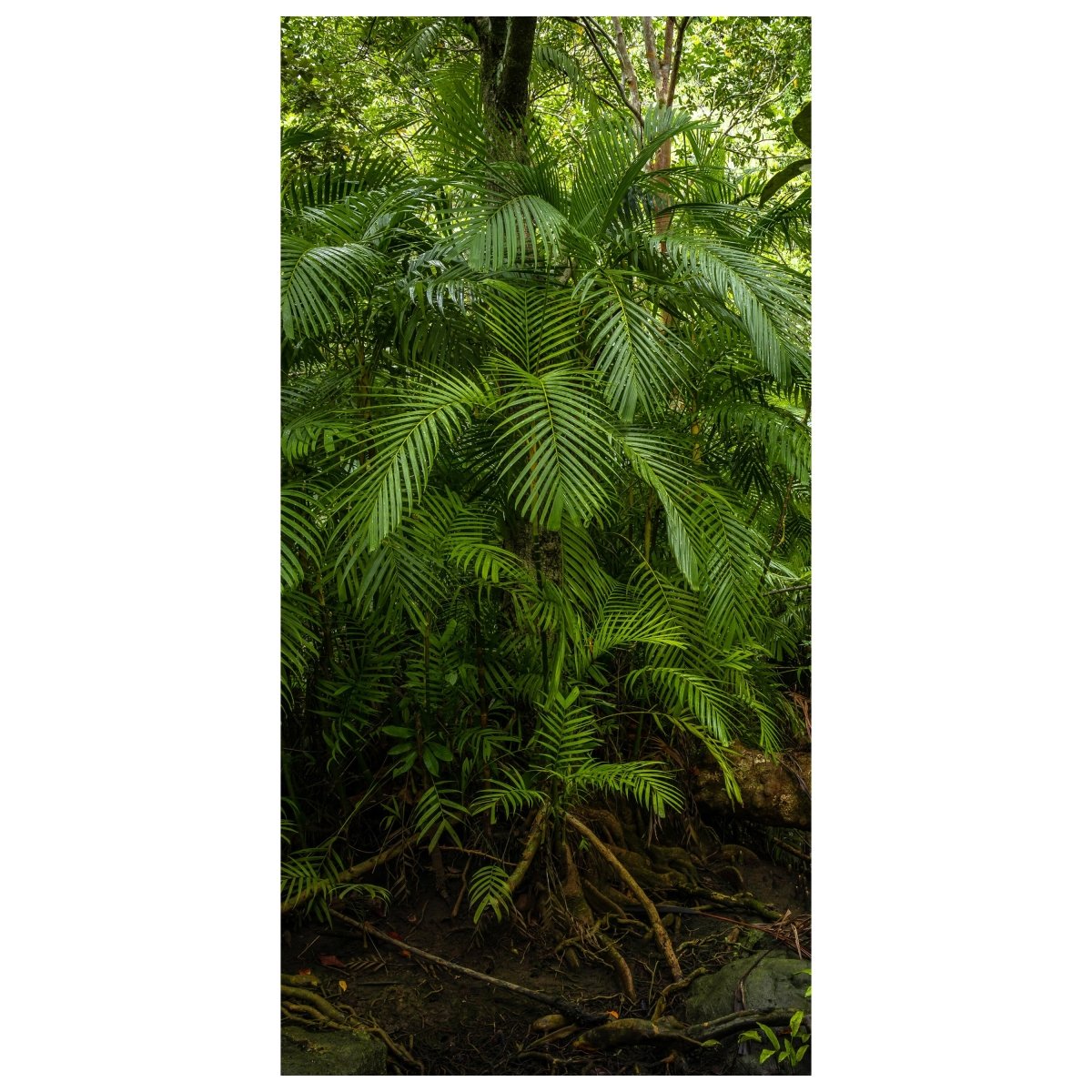 Türtapete Palmenwedel, Dschungel, Palme, Urwald M1354 - Bild 2